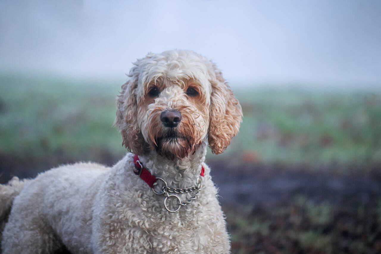 Close-Up Shot of a Labradoodle